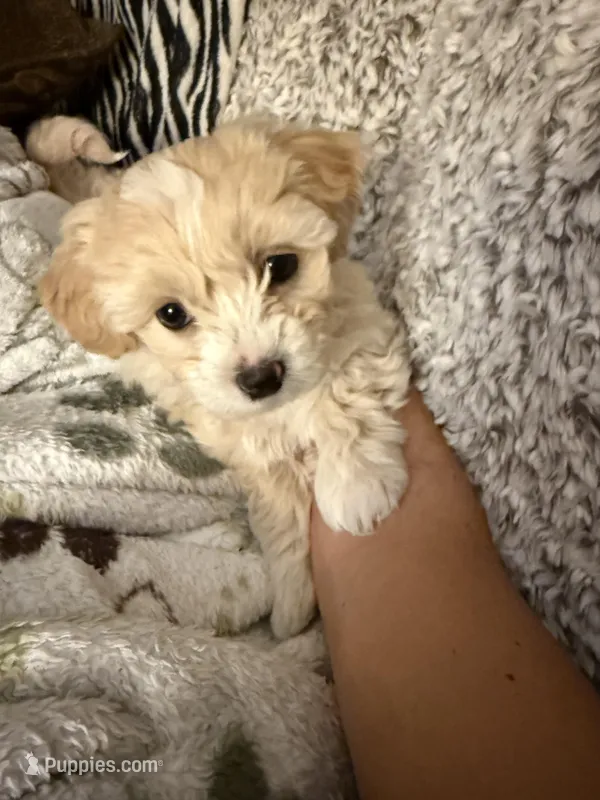 Teddy  Korean Maltipoo  – Maltipoo, Maltese puppy for sale in Charlotte, NC