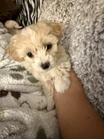 Teddy  Korean Maltipoo , a male Maltipoo and Maltese for sale in Charlotte, NC – Photo 1 of 10