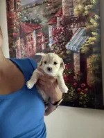 Korean Tiny boy, a male Maltipoo and Poodle - Toy  for sale in Charlotte, NC – Photo 4 of 4