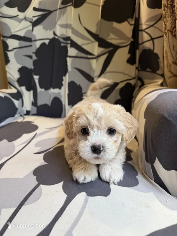 Teddy  Korean Maltipoo blue eyed  – Maltipoo, Poodle - Toy  puppy for sale in Charlotte, NC