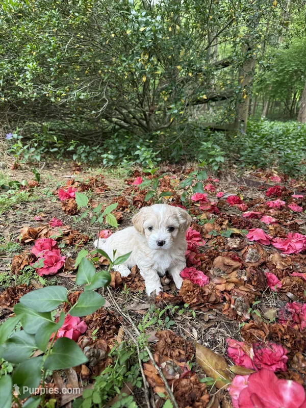 Teddy  Korean Maltipoo blue eyed  – Maltipoo, Poodle - Toy  puppy for sale in Charlotte, NC
