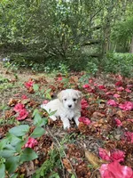 Teddy  Korean Maltipoo blue eyed , a male Maltipoo and Poodle - Toy  for sale in Charlotte, NC – Photo 1 of 10