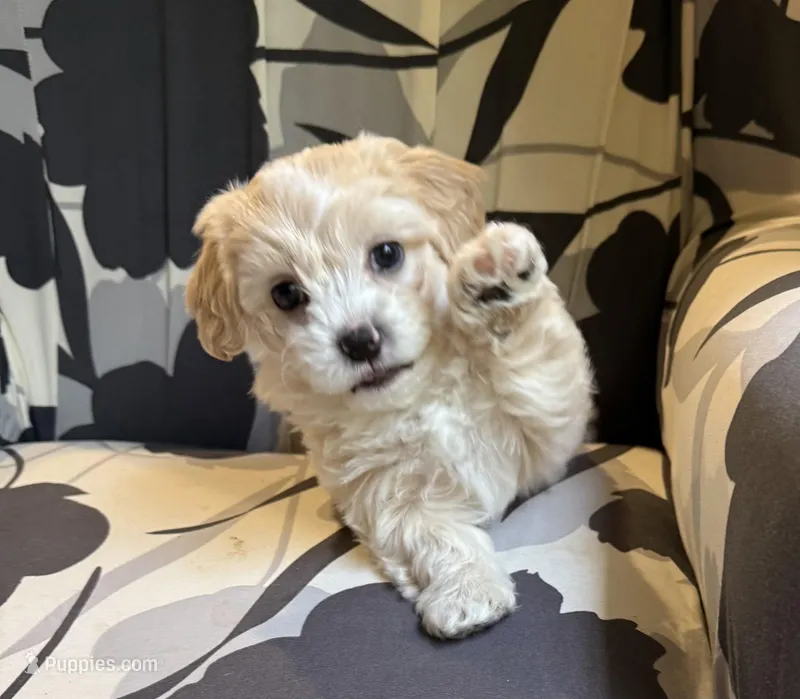 Teddy  Korean Maltipoo blue eyed  – Maltipoo, Poodle - Toy  puppy for sale in Charlotte, NC