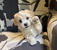 Teddy  Korean Maltipoo , a male Maltipoo and Maltese for sale in Charlotte, NC – Photo 3 of 10