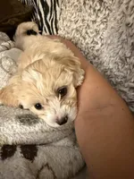 Teddy  Korean Maltipoo , a male Maltipoo and Maltese for sale in Charlotte, NC – Photo 2 of 10