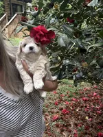 Teddy  Korean Maltipoo blue eyed , a male Maltipoo and Poodle - Toy  for sale in Charlotte, NC – Photo 7 of 10