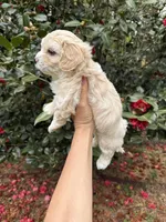 Teddy  Korean Maltipoo blue eyed , a male Maltipoo and Poodle - Toy  for sale in Charlotte, NC – Photo 2 of 10