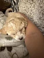 Teddy  Korean Maltipoo , a male Maltipoo and Maltese for sale in Charlotte, NC – Photo 10 of 10