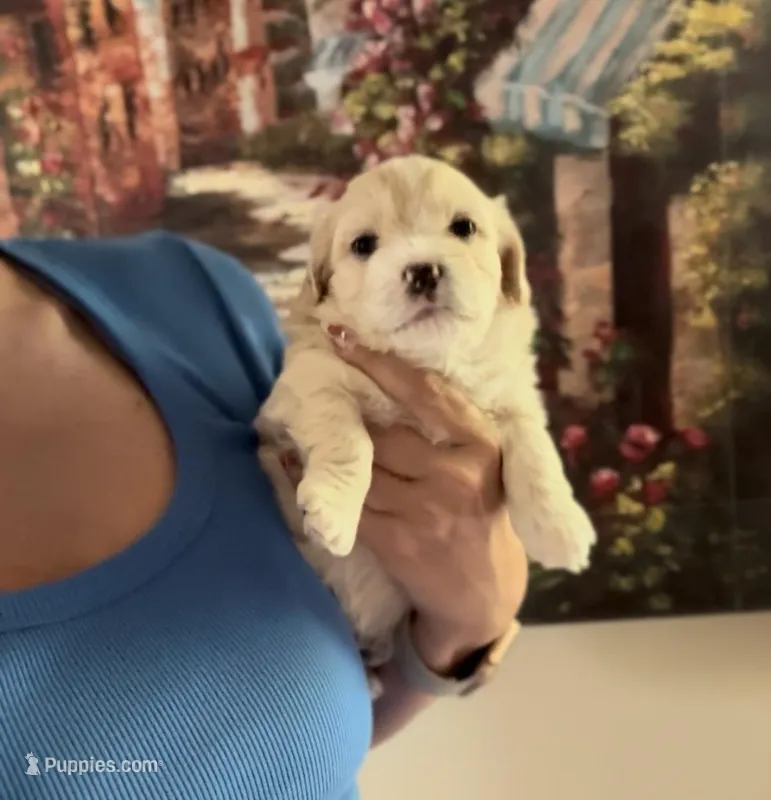 Korean Tiny boy – Maltipoo, Poodle - Toy  puppy for sale in Charlotte, NC