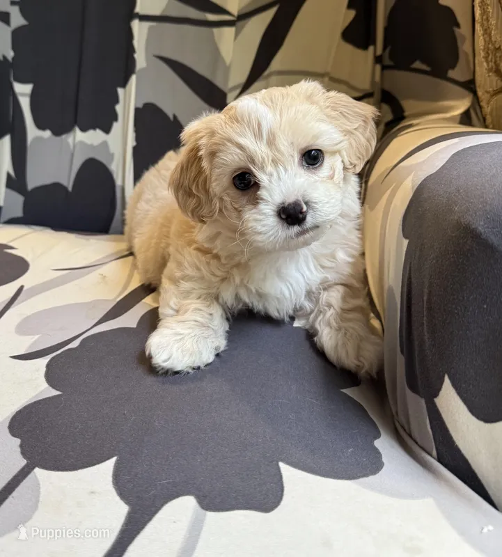 Teddy  Korean Maltipoo blue eyed  – Maltipoo, Poodle - Toy  puppy for sale in Charlotte, NC