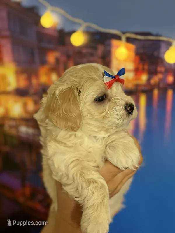 Teddy  Korean Maltipoo blue eyed  – Maltipoo, Poodle - Toy  puppy for sale in Charlotte, NC