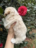 Teddy  Korean Maltipoo blue eyed , a male Maltipoo and Poodle - Toy  for sale in Charlotte, NC – Photo 9 of 10