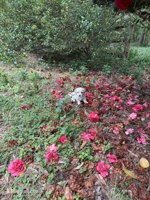 George Korean blue eyed  – Maltipoo, Poodle - Toy  puppy for sale in Charlotte, NC