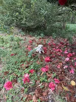 Teddy  Korean Maltipoo blue eyed , a male Maltipoo and Poodle - Toy  for sale in Charlotte, NC – Photo 6 of 10