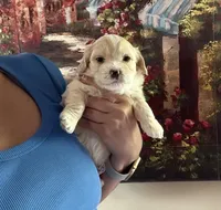 Korean Tiny boy, a male Maltipoo and Poodle - Toy  for sale in Charlotte, NC – Photo 2 of 4