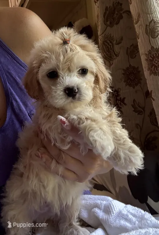 Teddy  Korean Maltipoo blue eyed  – Maltipoo, Poodle - Toy  puppy for sale in Charlotte, NC