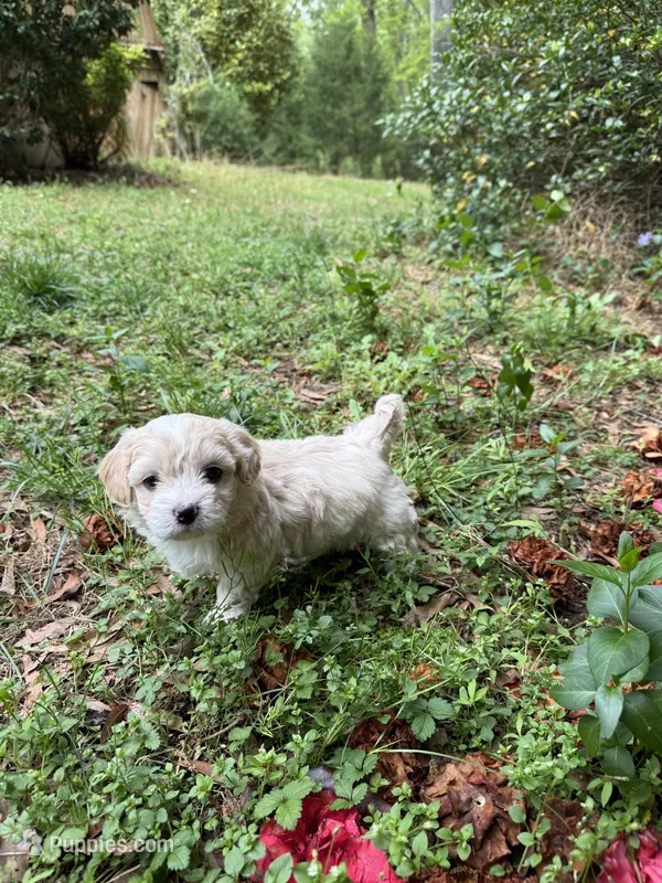 George Korean blue eyed  – Maltipoo, Poodle - Toy  puppy for sale in Charlotte, NC