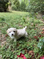 Teddy  Korean Maltipoo blue eyed , a male Maltipoo and Poodle - Toy  for sale in Charlotte, NC – Photo 3 of 10