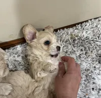 George Korean blue eyed , a male Maltipoo and Poodle - Toy  for sale in Charlotte, NC – Photo 3 of 3