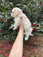 Teddy  Korean Maltipoo blue eyed , a male Maltipoo and Poodle - Toy  for sale in Charlotte, NC – Photo 10 of 10