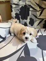 Teddy  Korean Maltipoo , a male Maltipoo and Maltese for sale in Charlotte, NC – Photo 4 of 10