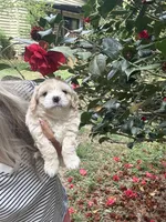 Teddy  Korean Maltipoo blue eyed , a male Maltipoo and Poodle - Toy  for sale in Charlotte, NC – Photo 4 of 10