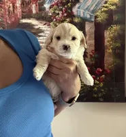 Korean Tiny boy, a male Maltipoo and Poodle - Toy  for sale in Charlotte, NC – Photo 3 of 4