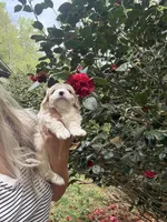 Teddy  Korean Maltipoo blue eyed , a male Maltipoo and Poodle - Toy  for sale in Charlotte, NC – Photo 8 of 10