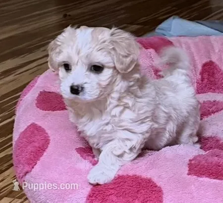 Teddy  Korean Maltipoo blue eyed  – Maltipoo, Poodle - Toy  puppy for sale in Charlotte, NC