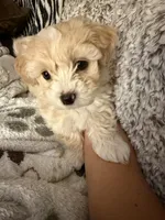 Teddy  Korean Maltipoo , a male Maltipoo and Maltese for sale in Charlotte, NC – Photo 9 of 10