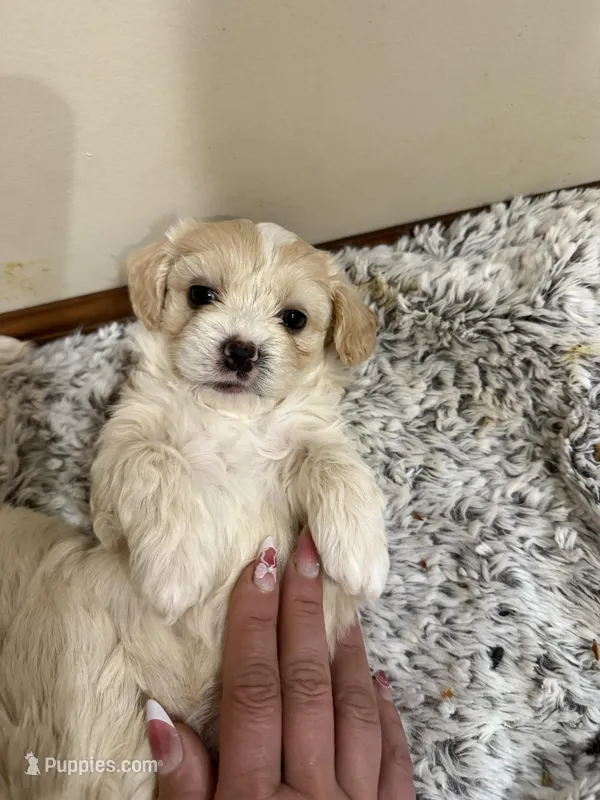 George Korean blue eyed  – Maltipoo, Poodle - Toy  puppy for sale in Charlotte, NC