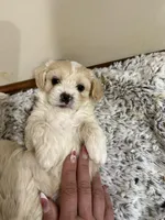 George Korean blue eyed , a male Maltipoo and Poodle - Toy  for sale in Charlotte, NC – Photo 1 of 3