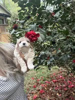 Teddy  Korean Maltipoo blue eyed , a male Maltipoo and Poodle - Toy  for sale in Charlotte, NC – Photo 5 of 10