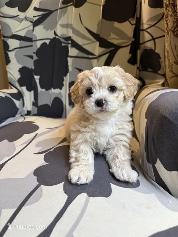 Teddy  Korean Maltipoo blue eyed  – Maltipoo, Poodle - Toy  puppy for sale in Charlotte, NC
