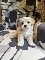 Teddy  Korean Maltipoo , a male Maltipoo and Maltese for sale in Charlotte, NC – Photo 8 of 10