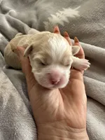 Korean girl , a female Maltipoo and Maltese for sale in Charlotte, NC – Photo 8 of 9