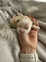 Korean girl , a female Maltipoo and Maltese for sale in Charlotte, NC – Photo 9 of 9