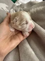 Korean girl , a female Maltipoo and Maltese for sale in Charlotte, NC – Photo 6 of 9