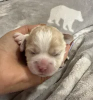 Korean girl , a female Maltipoo and Maltese for sale in Charlotte, NC – Photo 2 of 9