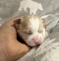 Korean girl , a female Maltipoo and Maltese for sale in Charlotte, NC – Photo 4 of 9