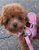 Teacup Cherry 2#, a female Maltipoo and Poodle - Toy  for sale in Charlotte, NC – Photo 4 of 5