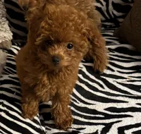 Teacup Cherry 2#, a female Maltipoo and Poodle - Toy  for sale in Charlotte, NC – Photo 5 of 5