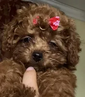 Teacup Cherry 2#, a female Maltipoo and Poodle - Toy  for sale in Charlotte, NC – Photo 3 of 5