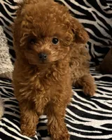 Teacup Cherry 2#, a female Maltipoo and Poodle - Toy  for sale in Charlotte, NC – Photo 2 of 5