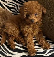 Teacup Cherry 2#, a female Maltipoo and Poodle - Toy  for sale in Charlotte, NC – Photo 1 of 5