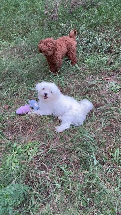 Milo Korean Teacup, a male Maltese for sale in Charlotte, NC – 5 of 8