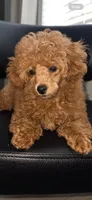 Ginger AKC Teacup, a female Poodle - Toy  for sale in Charlotte, NC – 4 of 10