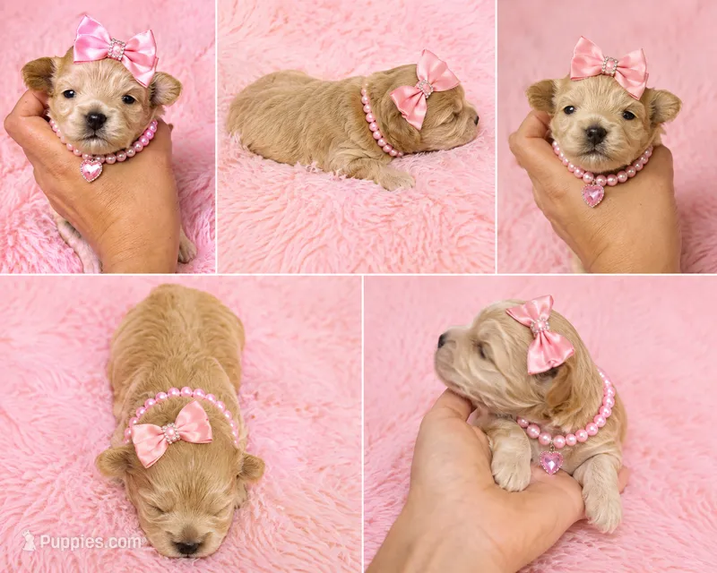 Penny Korean Teacup – Maltipoo, Poodle - Toy  puppy for sale in Charlotte, NC