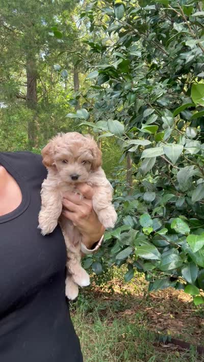 Maple Korean Teacup, a female Maltipoo and Poodle - Toy  for sale in Charlotte, NC – 9 of 9