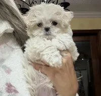 Korean Daisy teacup, a female Maltipoo for sale in Charlotte, NC – Photo 4 of 4